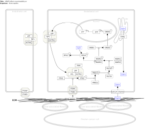 MFAP5 effect on permeability and motility of endothelial cells via cytoskeleton rearrangement