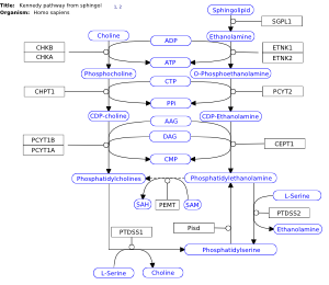 Kennedy pathway from sphingolipids