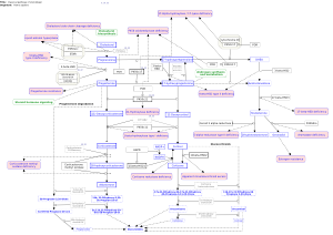 Classical pathway of steroidogenesis with glucocorticoid and mineralocorticoid metabolism