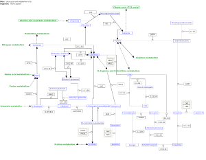 Urea cycle and metabolism of amino groups