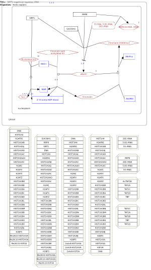 SIRT1 negatively regulates rRNA expression