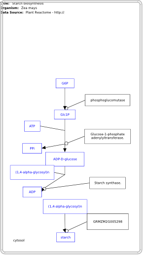 Starch biosynthesis
