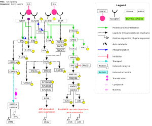 IL5 signaling