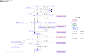 Tyrosine metabolism and related disorders