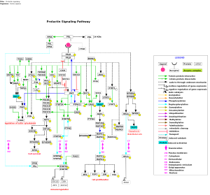 Prolactin signaling