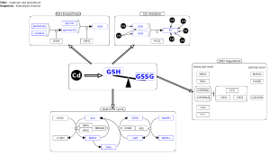 Cadmium and glutathione