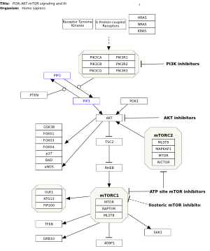 PI3K-AKT-mTOR signaling and therapeutic opportunities in prostate cancer