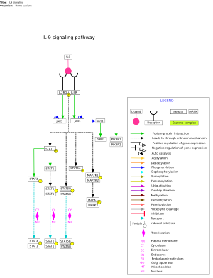 IL9 signaling