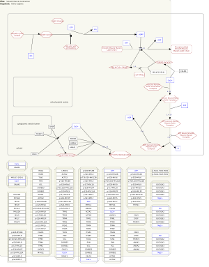 Smooth Muscle Contraction