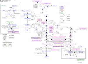 Pyrimidine metabolism and related diseases