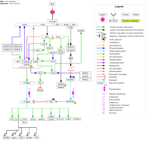 Wnt signaling