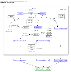 Codeine and morphine metabolism