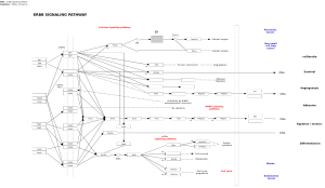 ErbB signaling pathway