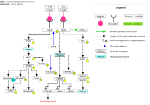 Follicle stimulating hormone (FSH) signaling