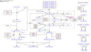 Sphingolipid metabolism overview