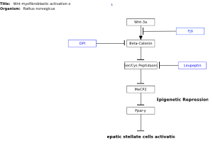 Wnt myofibroblastic activation of hepatic stellate cells