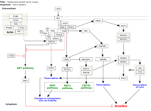 Hepatocyte growth factor receptor signaling