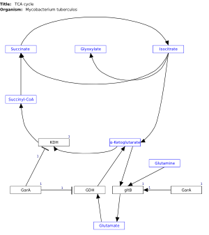 TCA cycle