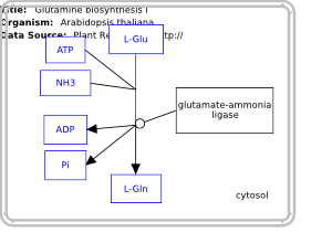 Glutamine biosynthesis I