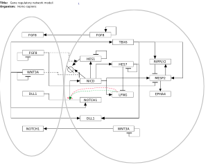 Gene regulatory network modeling somitogenesis