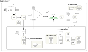 G1 to S cell cycle control