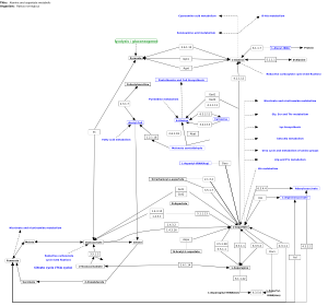 Alanine and aspartate metabolism