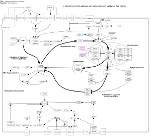 Apoptosis modulation and signaling