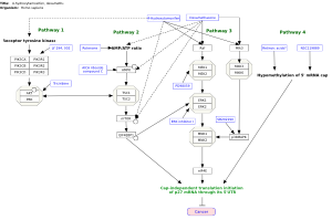 4-hydroxytamoxifen, dexamethasone, and retinoic acids regulation of p27 expression
