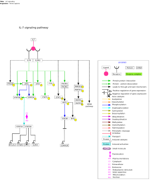 IL7 signaling