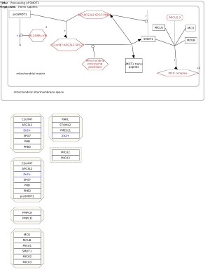 Processing of SMDT1