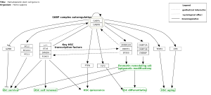 Hematopoietic stem cell gene regulation by GABP alpha/beta complex