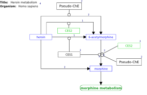 Heroin metabolism