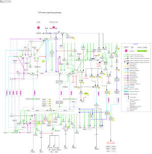 TGF-beta signaling