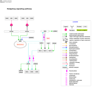 Hedgehog signaling