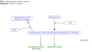 Methapyrilene metabolic pathway