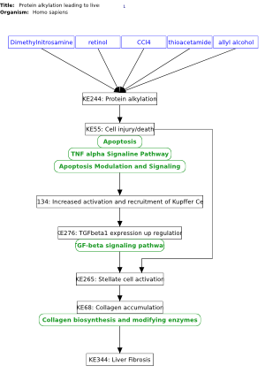 Protein alkylation leading to liver fibrosis