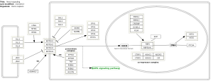 Notch signaling