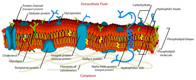 Image:2000px-Cell membrane detailed diagram en.svg.png