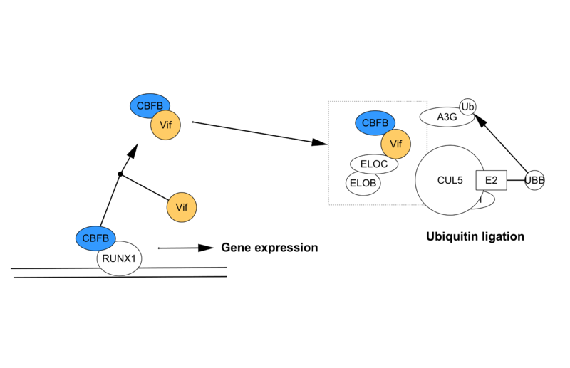 Image:DualHijackModel HIV.png