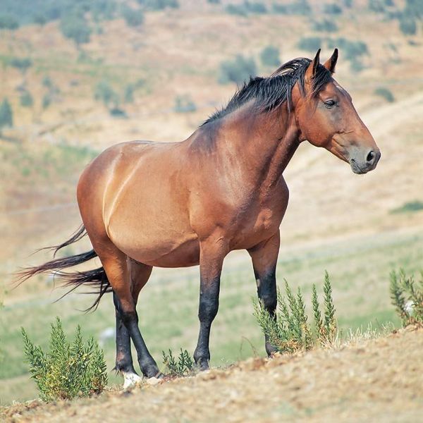 Image:Equus caballus.jpg