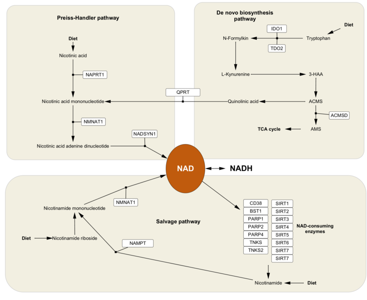 Image:NAD-biosynthetic-pathways CS.png