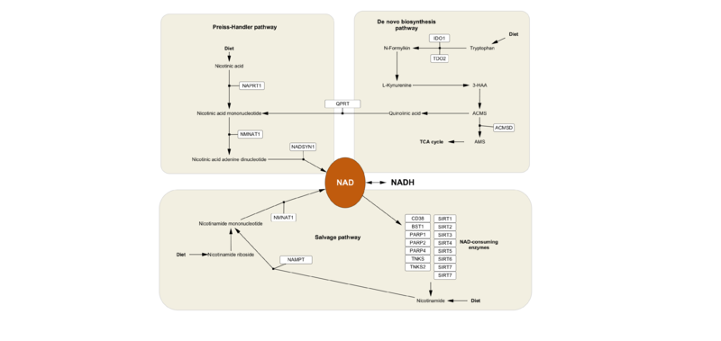 Image:NAD biosynthetic pathways CS.png