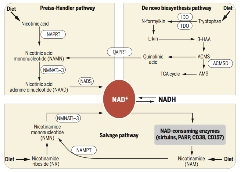 Image:NAD publication.png