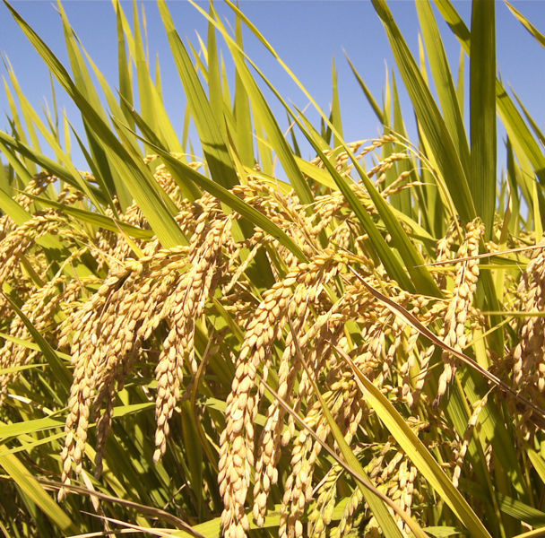 Image:Oryza sativa.jpeg