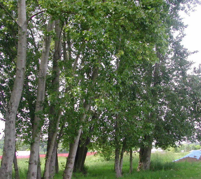 Image:Populus trichocarpa.jpeg