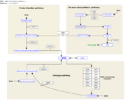 WikiPathways